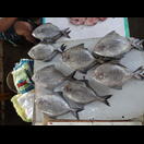 Pomfret